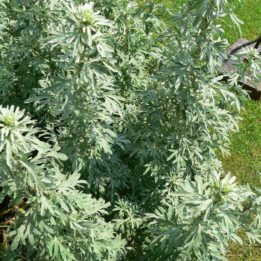 Absintalsem (Artemisia absinthium) zaden