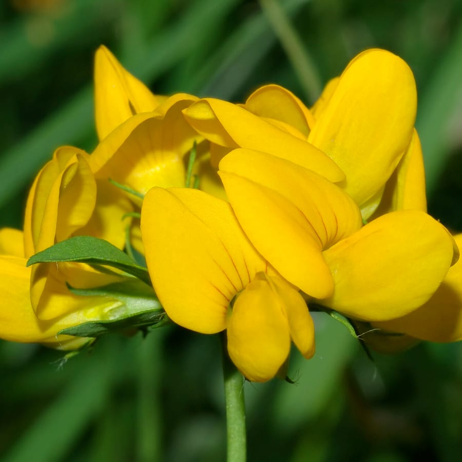 Moerasrolklaver (Lotus pedunculatus) zaden