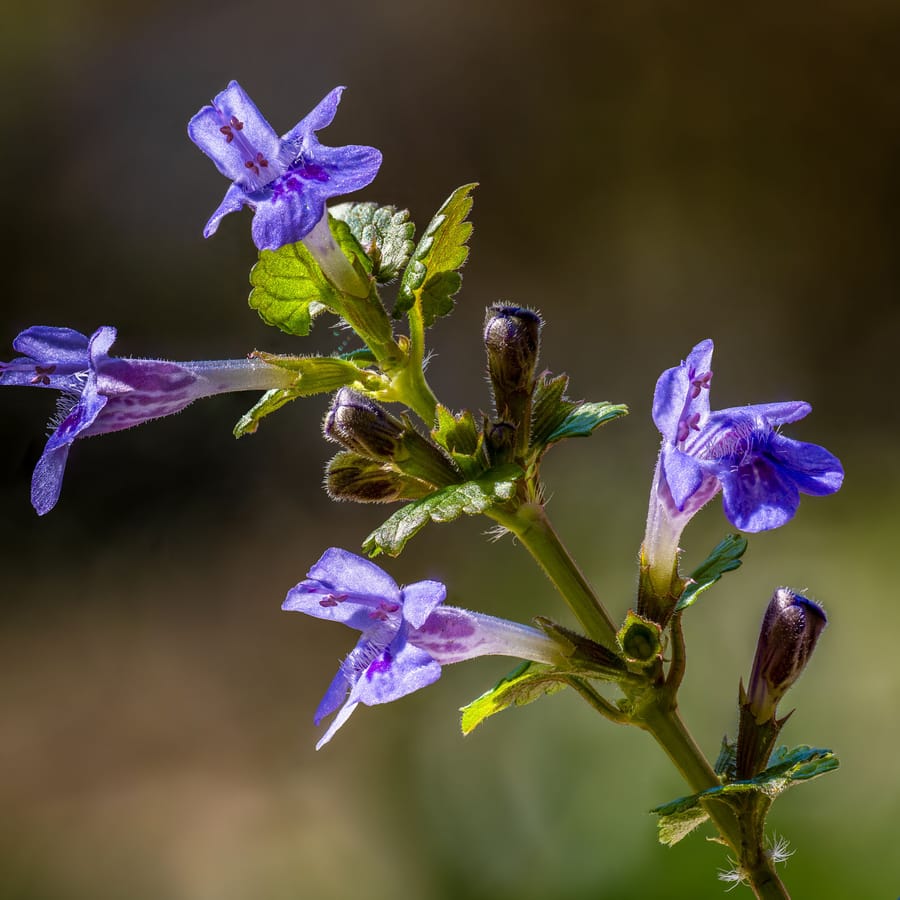 Hondsdraf (Glechoma hederacea) zaden