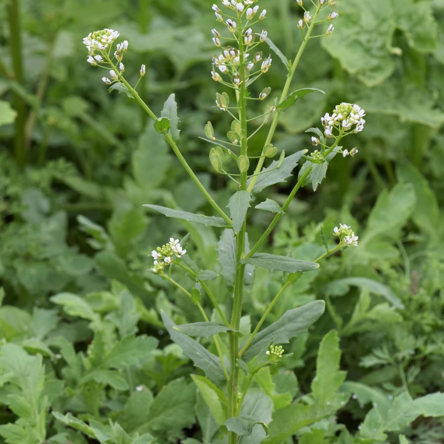 Witte krodde (Thlaspi arvense) zaden