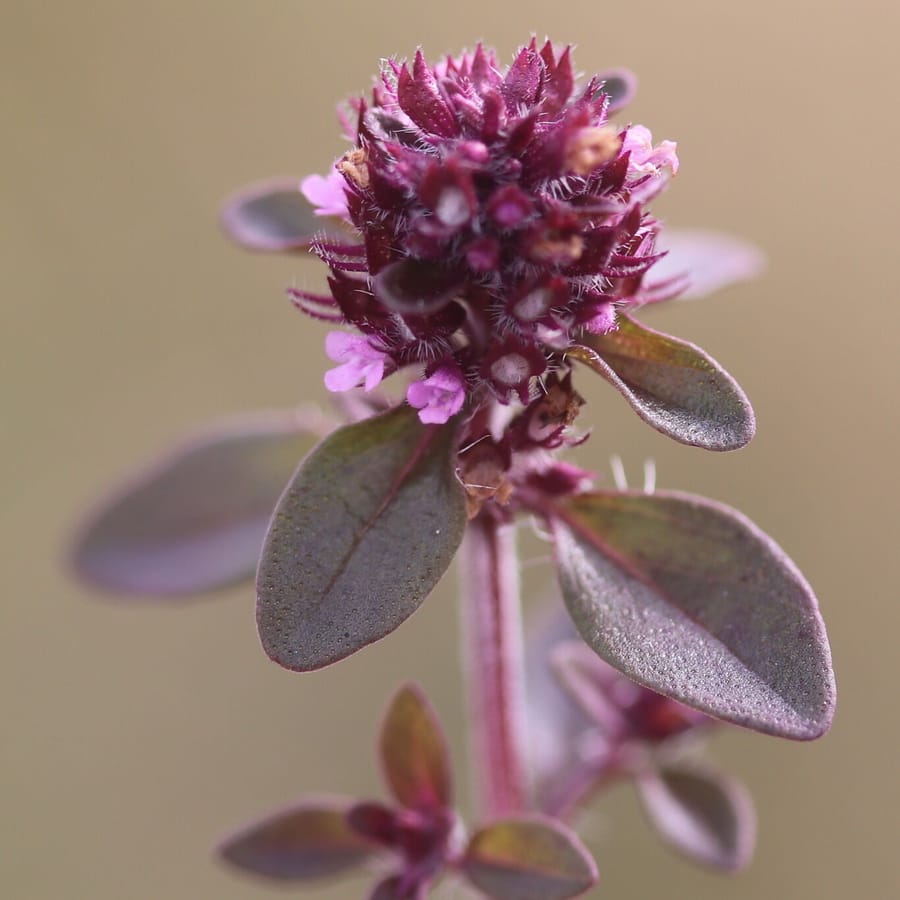 Grote tijm (Thymus pulegioides) zaden