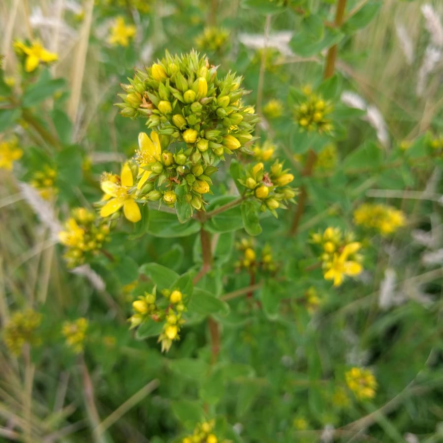 Gevleugeld hertshooi (Hypericum tetrapterum) zaden