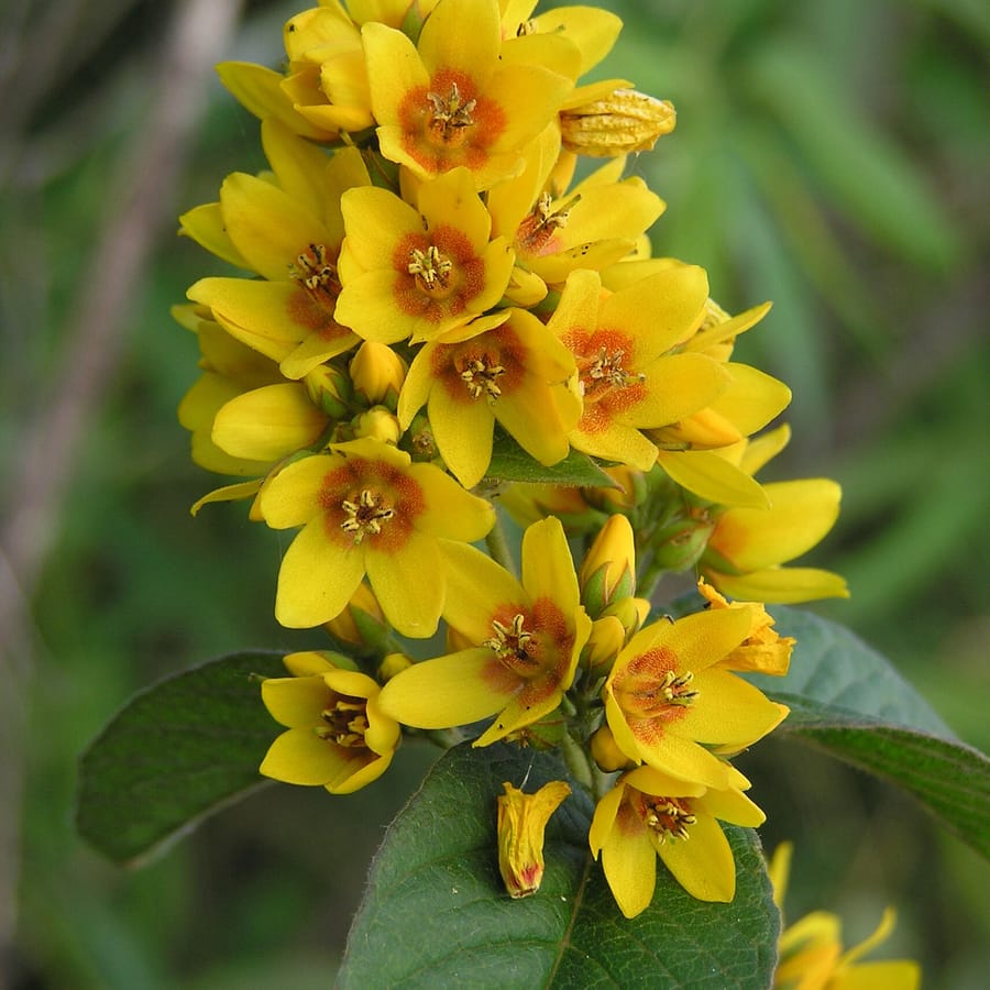 Grote wederik (Lysimachia vulgaris) zaden