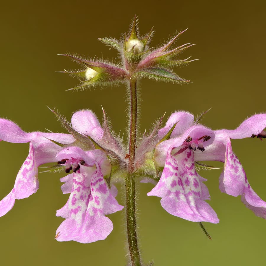 Moerasandoorn (Stachys palustris) zaden
