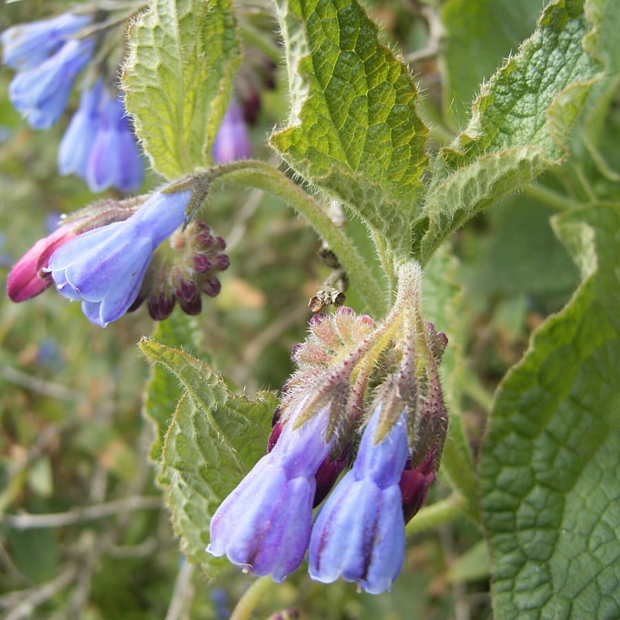 Ruwe smeerwortel (Symphytum asperum) zaden