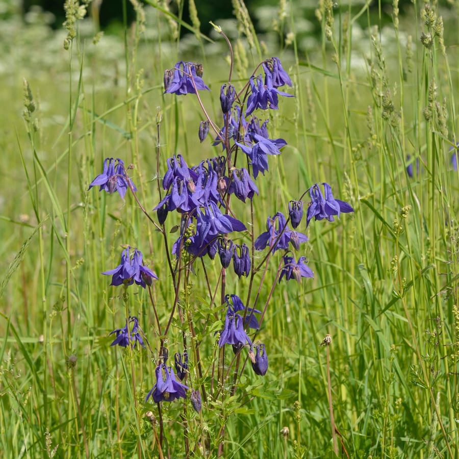 Wilde akelei (Aquilegia vulgaris) zaden