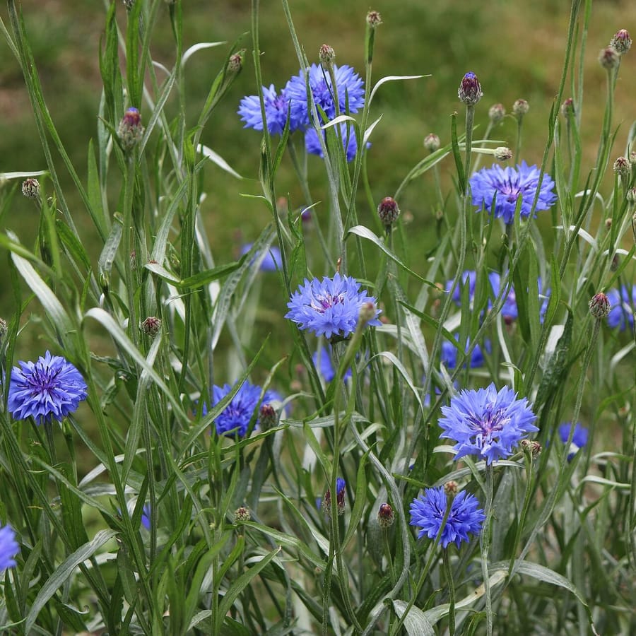 Korenbloem BIO (Centaurea cyanus) zaden