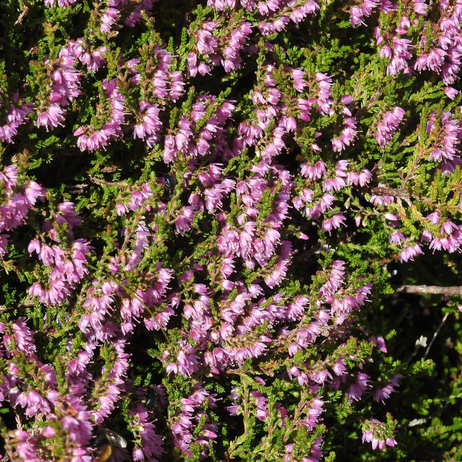 Struikhei (Calluna vulgaris) zaden