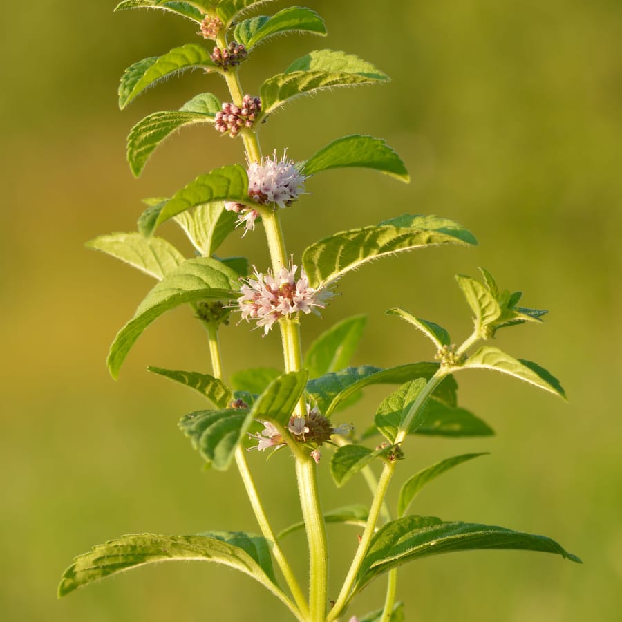 Akkermunt (Mentha arvensis) zaden