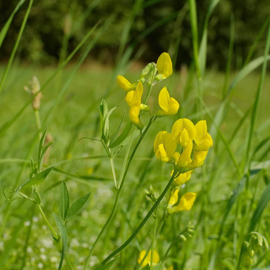 Veldlathyrus BIO (Lathyrus pratensis) zaden