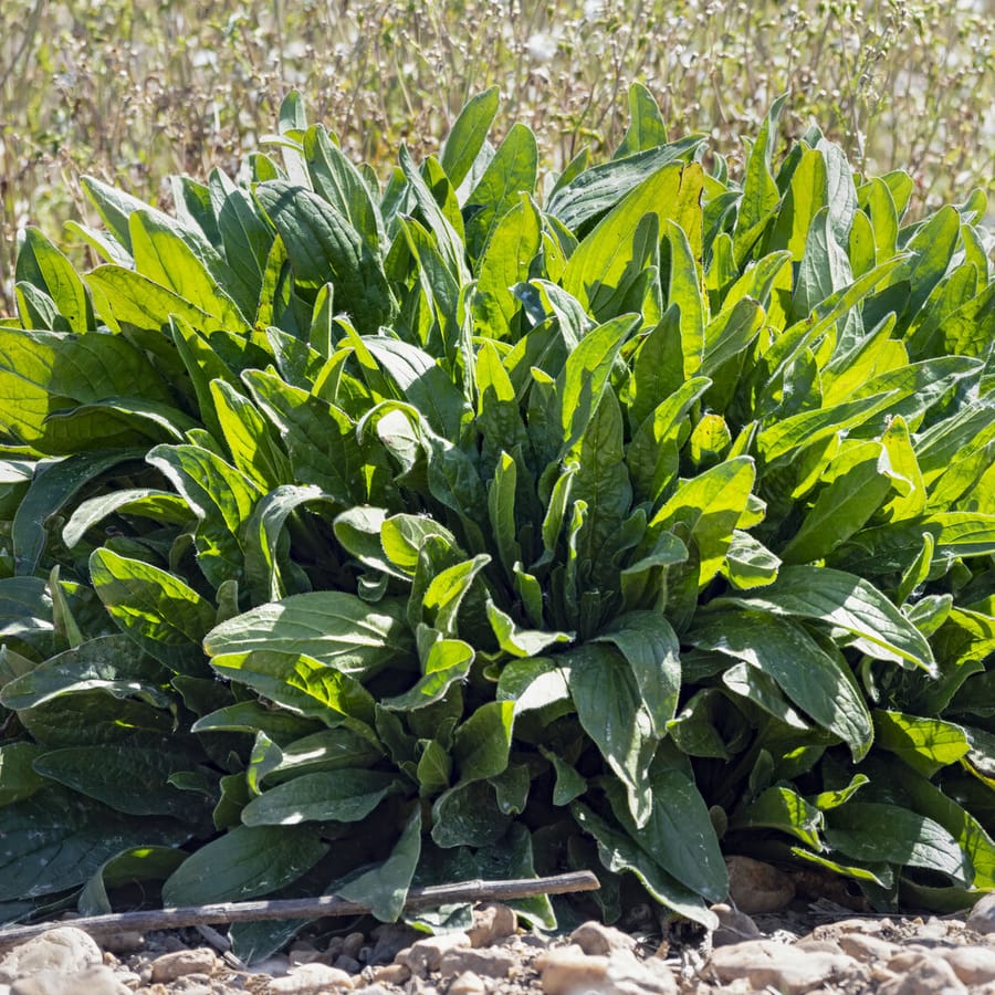 Veldzuring (Rumex acetosa) zaden