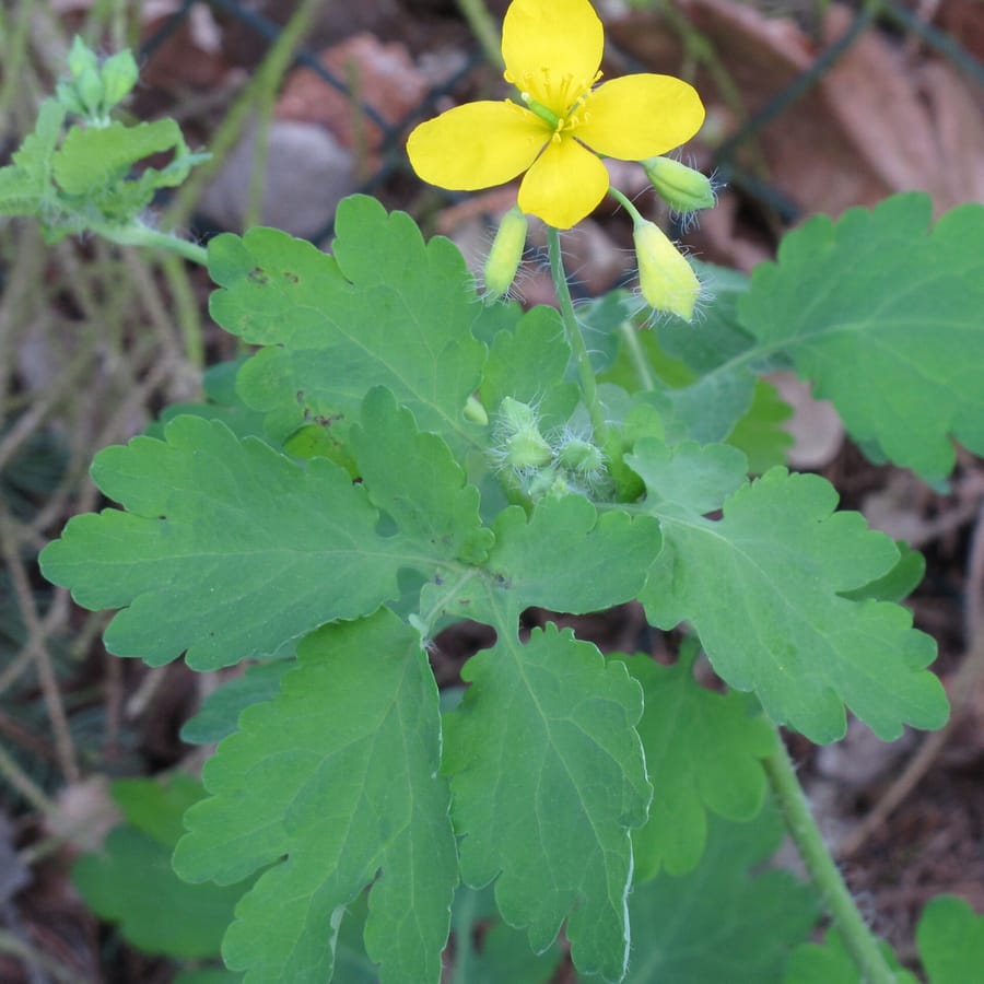 Stinkende gouwe (Chelidonium majus) zaden