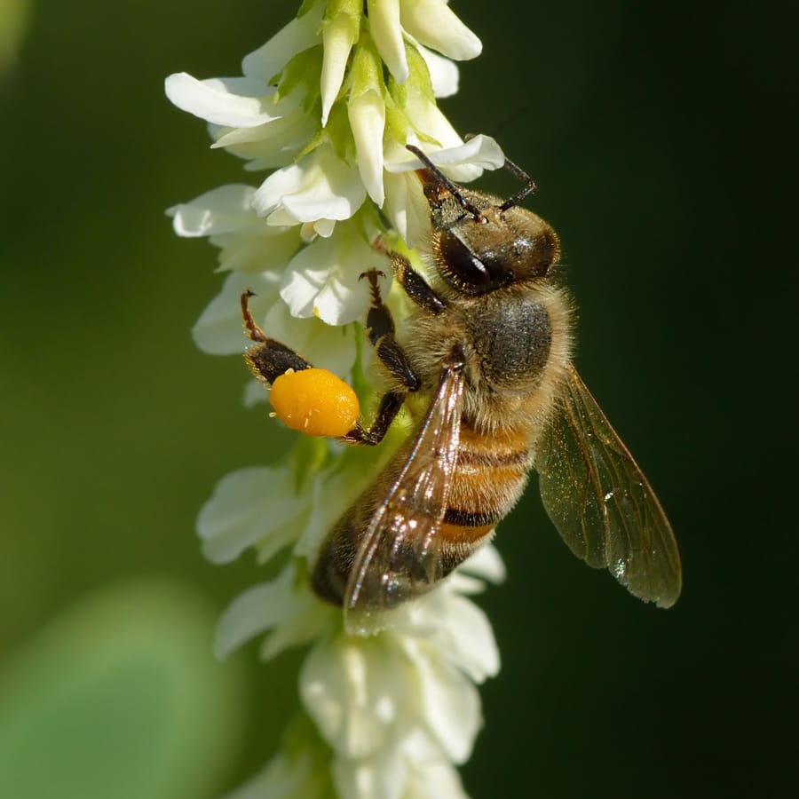 Witte honingklaver (Melilotus albus) zaden