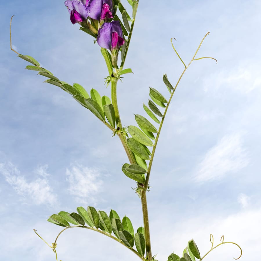 Voederwikke (Vicia sativa) zaden