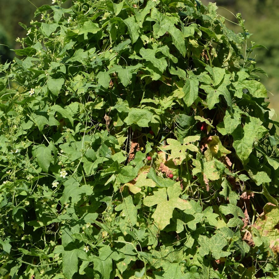 Heggenrank (Bryonia dioica) zaden