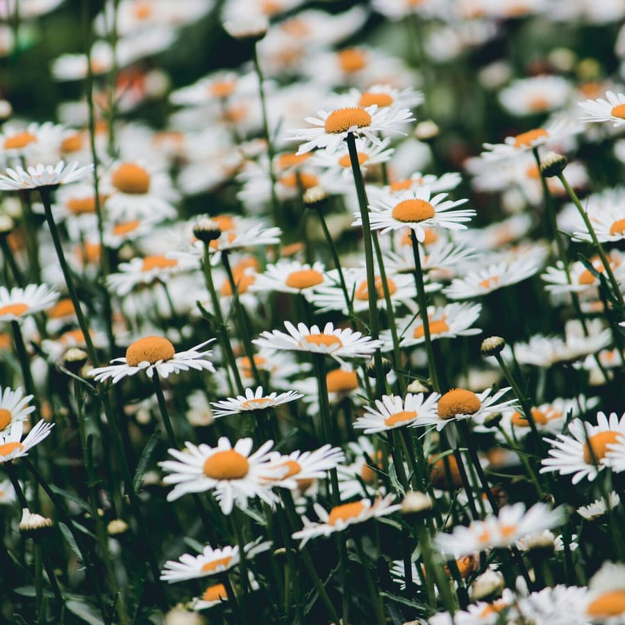 Gewone margriet BIO (Leucanthemum vulgare) zaden