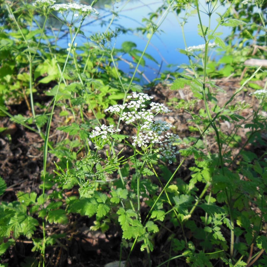 Dolle kervel (Chaerophyllum temulum) zaden