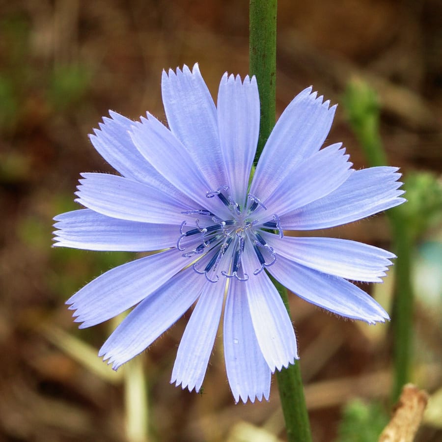Wilde cichorei (Cichorium intybus) zaden