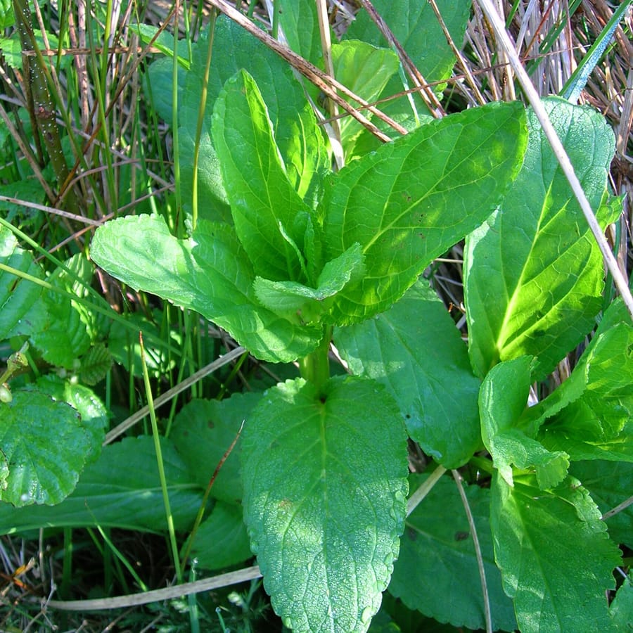 Gevleugeld helmkruid (Scrophularia umbrosa) zaden