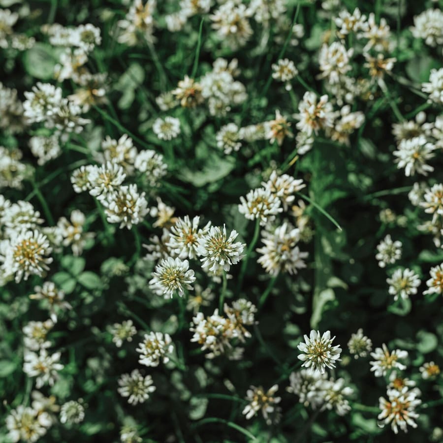 Witte klaver BIO (Trifolium repens) zaden
