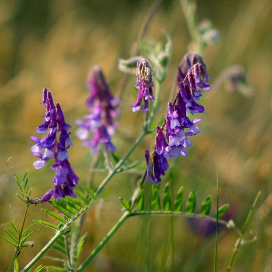 Vogelwikke BIO (Vicia cracca) zaden
