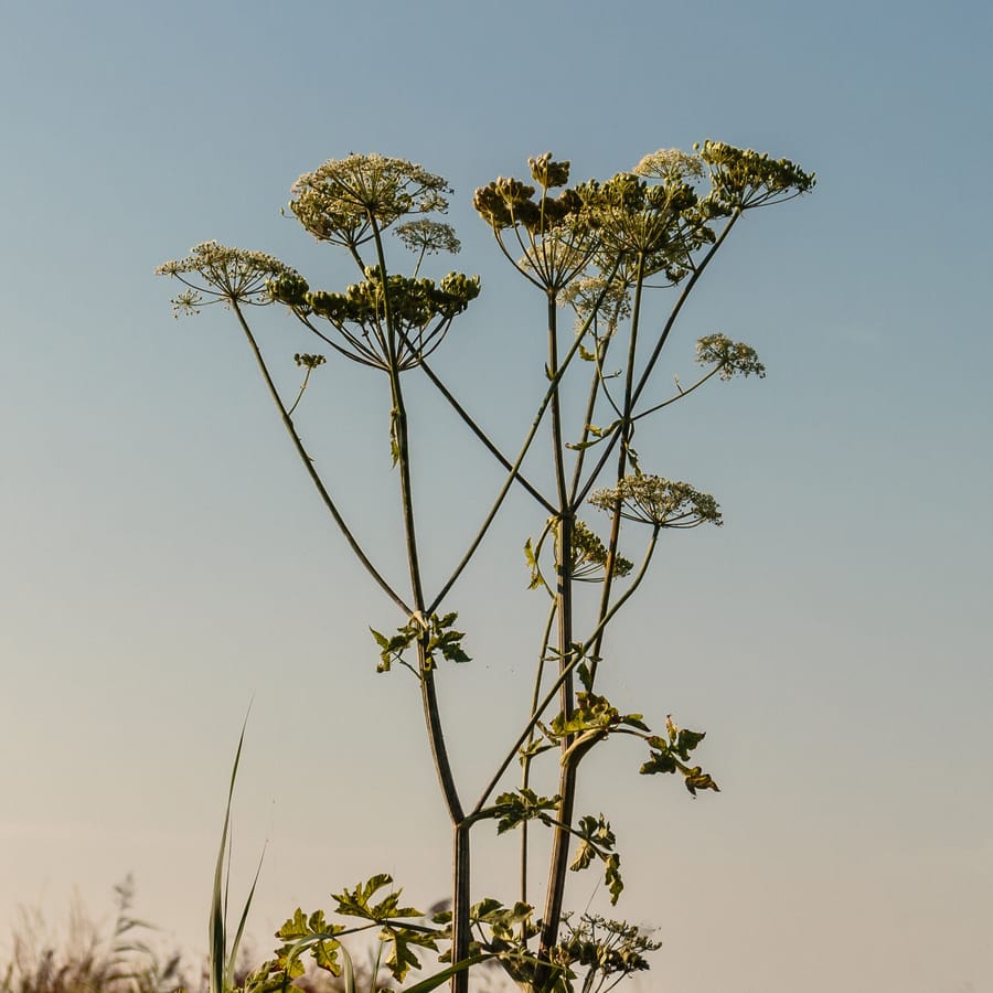 Grote engelwortel (Angelica archangelica) zaden