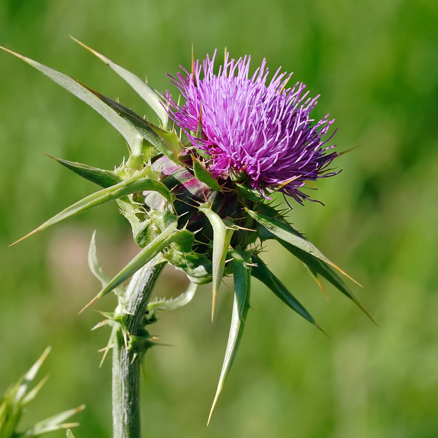 Mariadistel (Silybum marianum) zaden