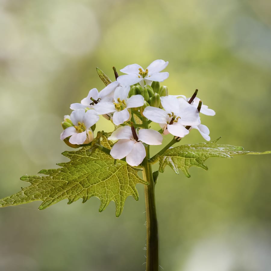 Look-zonder-look (Alliaria petiolata) zaden