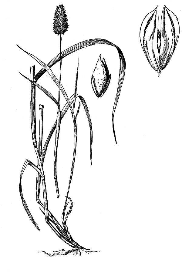 Kanariegras (Phalaris canariensis) zaden