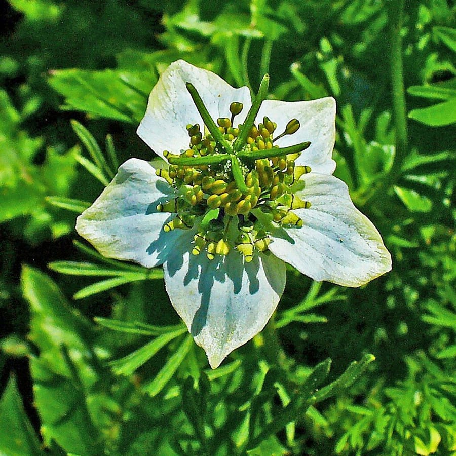Nigelle (Nigella sativa) zaden