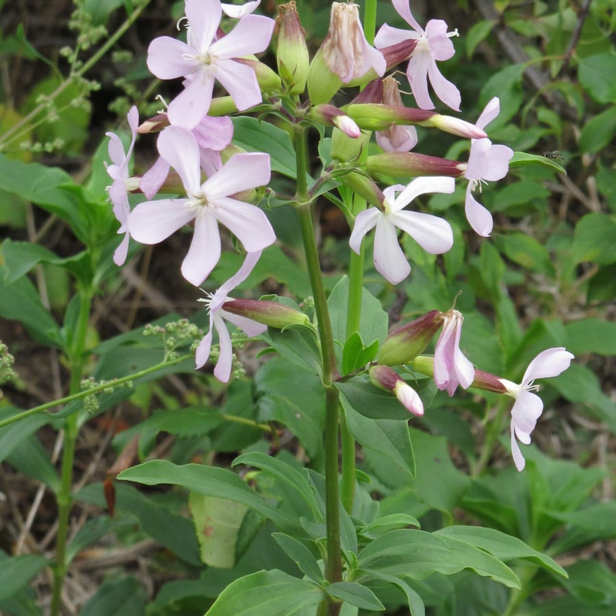 Zeepkruid (Saponaria officinalis) zaden