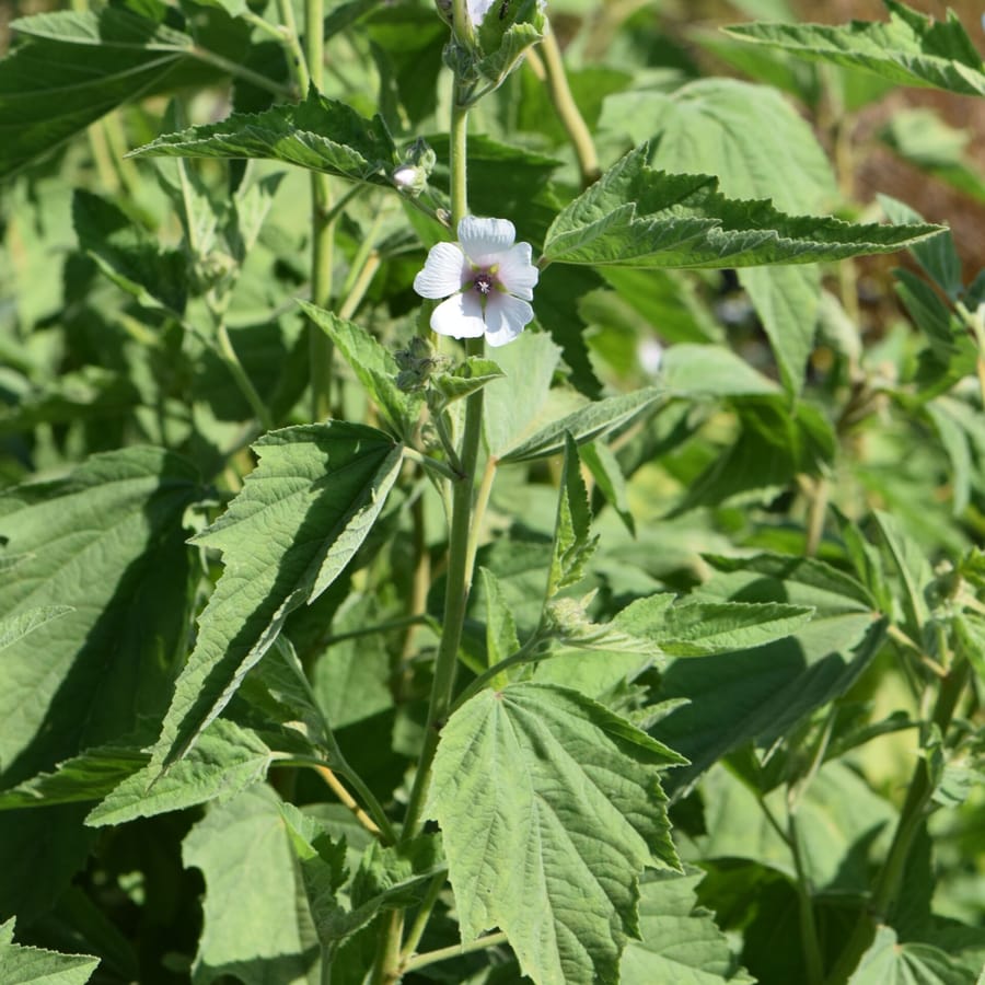 Heemst (Althaea officinalis) zaden