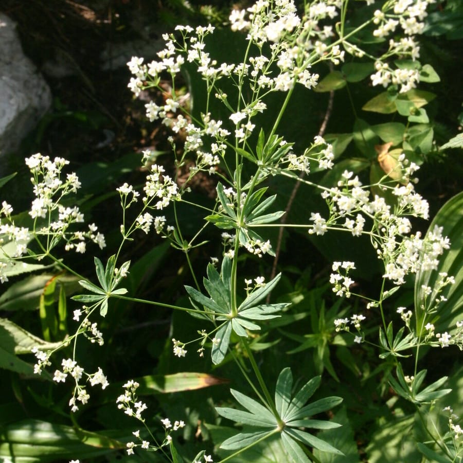 Boswalstro (Galium sylvaticum) zaden