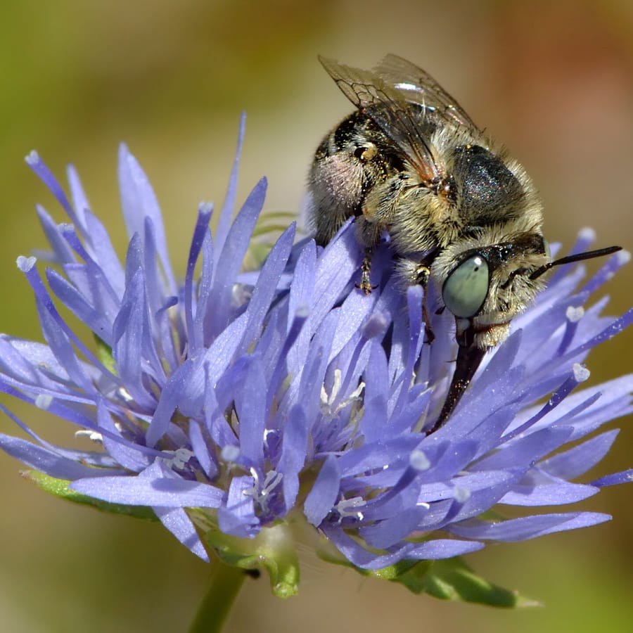 Zandblauwtje (Jasione montana) zaden