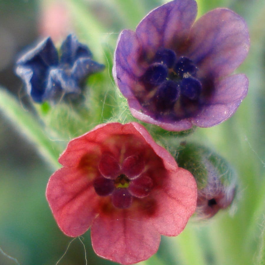 Veldhondstong (Cynoglossum officinale) zaden