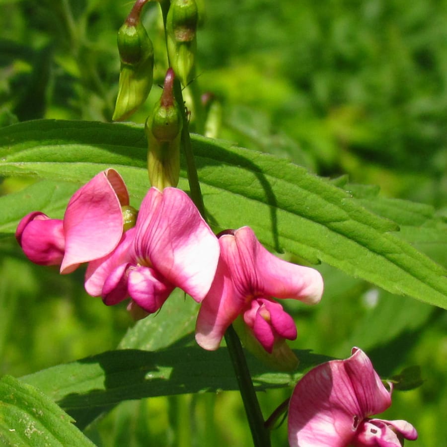 Aardaker (Lathyrus tuberosus) zaden