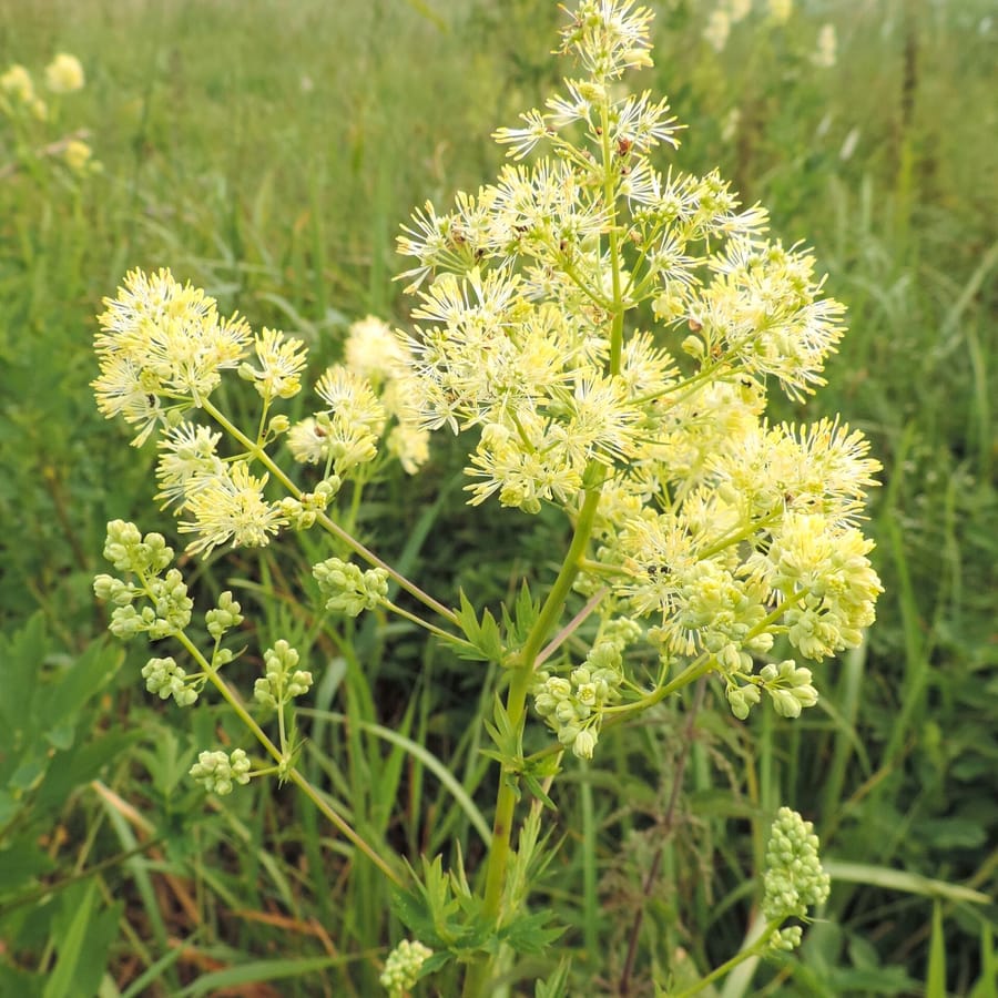 Poelruit (Thalictrum flavum) zaden