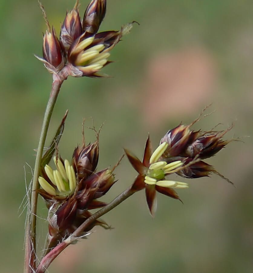 Gewone veldbies (Luzula campestris) zaden