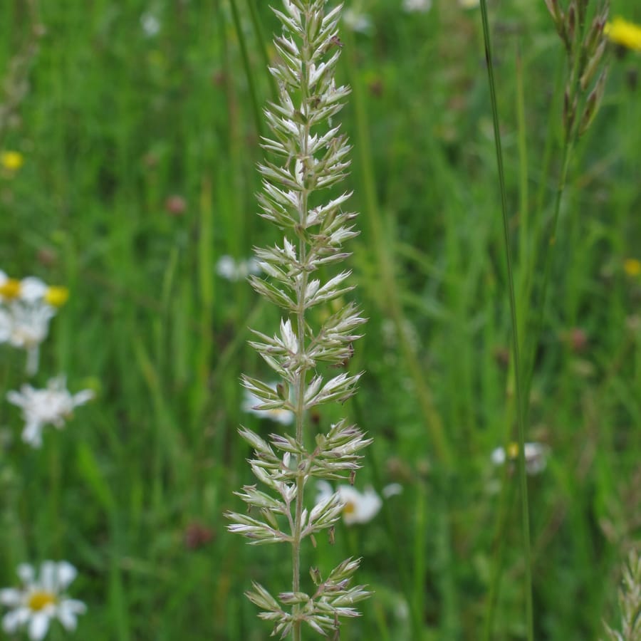 Breed fakkelgras (Koeleria pyramidata) zaden