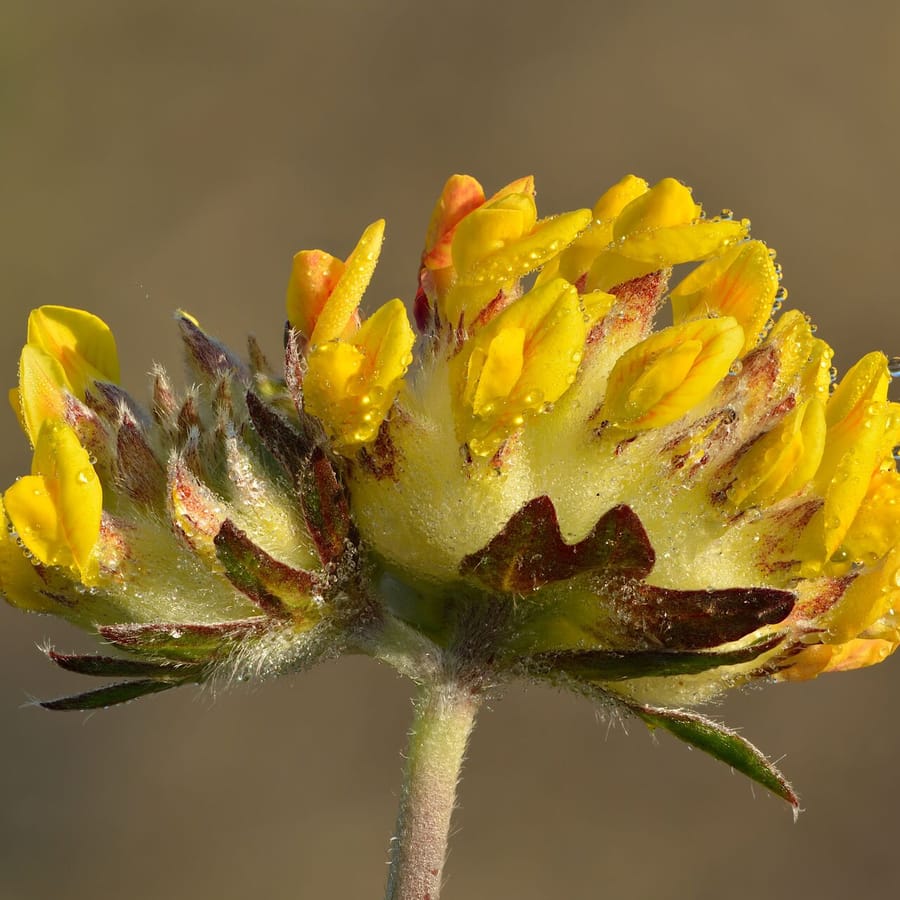 Wondklaver (Anthyllis vulneraria) zaden