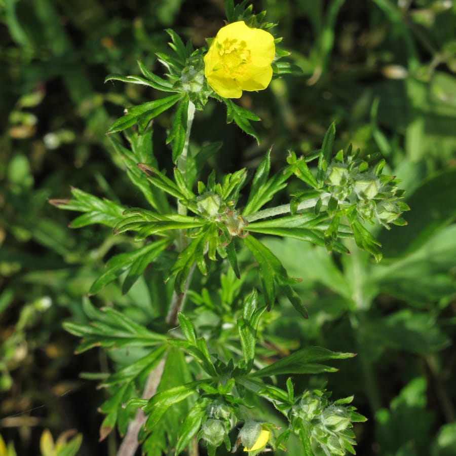 Viltganzerik (Potentilla argentea) zaden