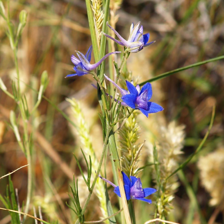 Wilde ridderspoor (Consolida regalis) zaden