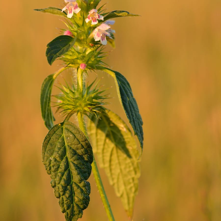Gewone hennepnetel (Galeopsis tetrahit) zaden