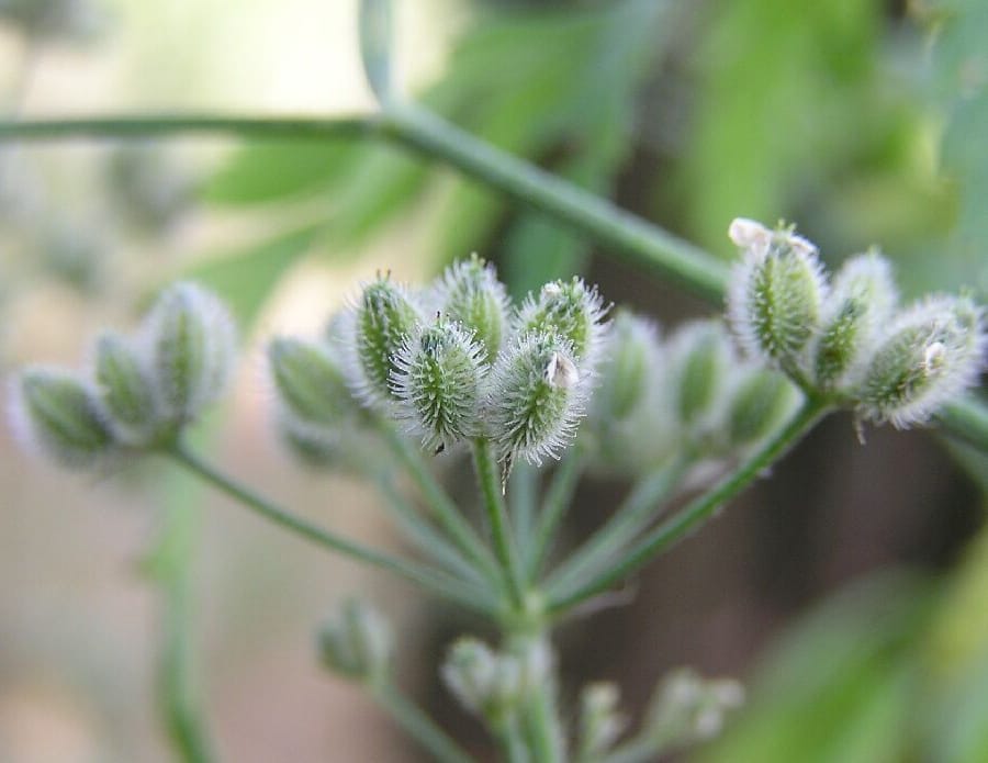Akkerdoornzaad (Torilis arvensis) zaden