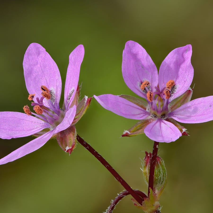 Reigersbek (Erodium cicutarium) zaden