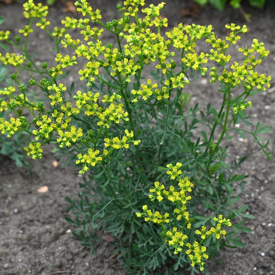 Wijnruit (Ruta graveolens) zaden