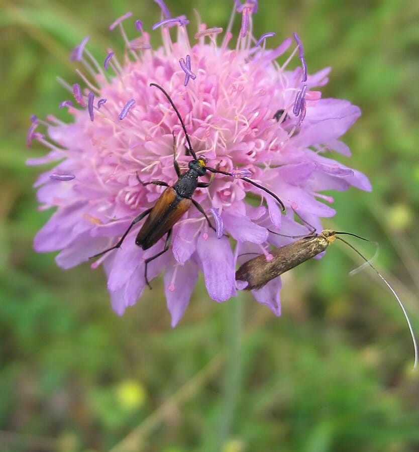 Beemdkroon (Knautia arvensis) zaden