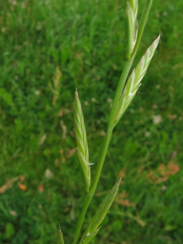 Italiaans raaigras (Lolium multiflorum) zaden