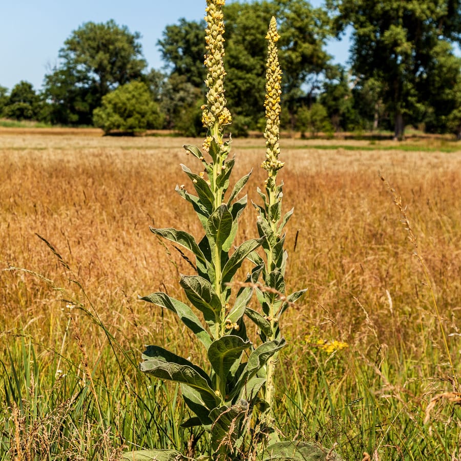 Koningskaars (Verbascum thapsus) zaden