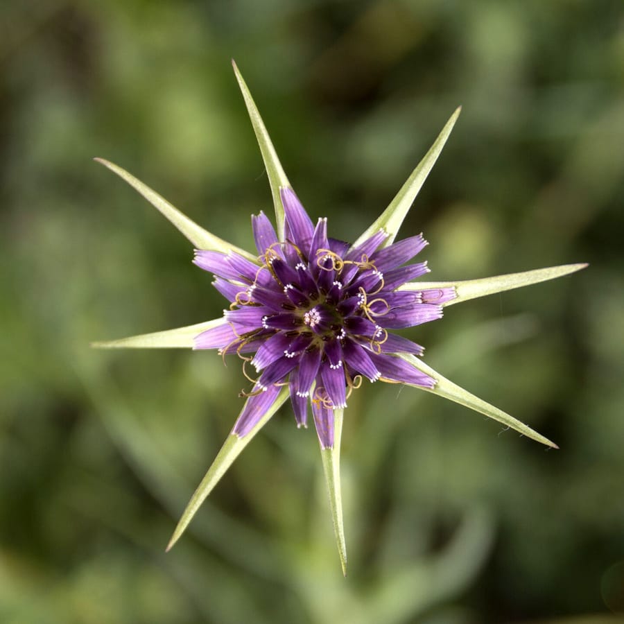 Paarse morgenster (Tragopogon porrifolius) zaden